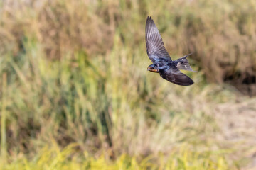 Barn Swallow in Flight Over a Grassy Field