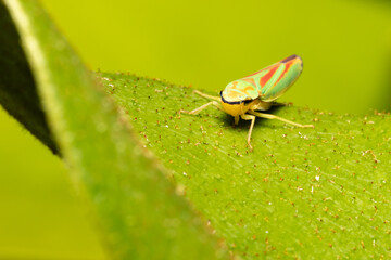 Macro Photograph of Green Leafhopper