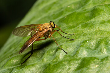 Green Leaf Reflected in Macro Photograph of Marsh Snipe Fly