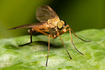 Green Leaf Reflected in Macro Photograph of Marsh Snipe Fly