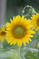 sunflowers yellow flowers bloom fall sun petals