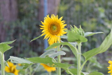 sunflowers yellow flowers bloom fall sun petals