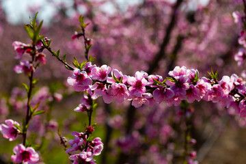 Close up view of blooming peach trees in fruit orchard