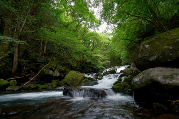 夏の緑が一杯の滝のある渓流
