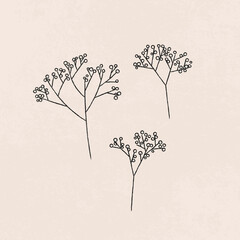 Gypsophila pencil drawing illustration. Design for greeting card, logo, pattern, posters, invitation