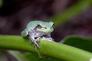tree frog