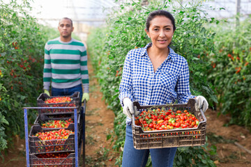 International farmer team harvesting red tomatoes in greenhouse