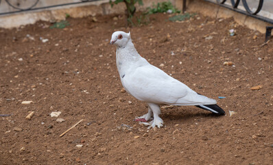 White pigeon on the brown sandy ground on the street. Bird of the Peace