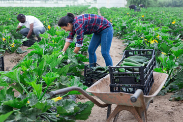 Hispanic female farmer hand harvesting green courgette variety on farm plantation