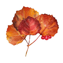 Autumn bouquet. Watercolor hand-drawn red orange leaves and currant isolated on white background. Forest nature plant foliage. Creative clipart for  halloween, sticker, wallpaper, sketchbook