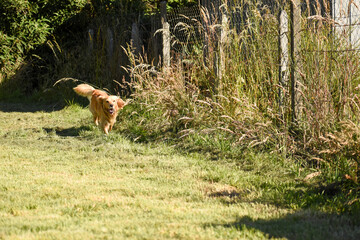 dog in the grass