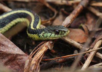 A profile shot of  an Eastern Garter Snake (Thamnophis sirtalis sirtalis).  Shot in Waterloo, Ontario, Canada.