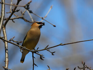 A Cedar Waxwing (Bombycilla cedrorum) feasting on berries  in Waterloo, Ontario, Canada.