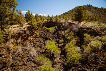 Fototapeta na wymiar Hardy desert trees growing in the lava rock beds