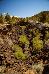 Hardy desert trees growing in the lava rock beds