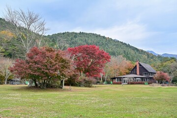 西湖 野鳥の森公園で見たちょうど見頃のモミジの紅葉＠山梨