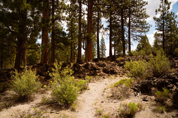 Trail through the volcanic wilderness in Lava Beds national monument