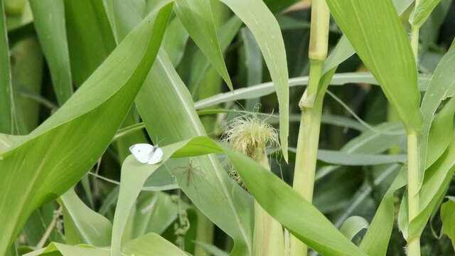 White Cabbage Butterfly and Crane Fly rest on wide green stalk of corn