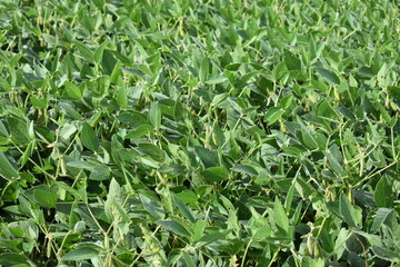 Soybean Field