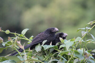 vulture on a tree