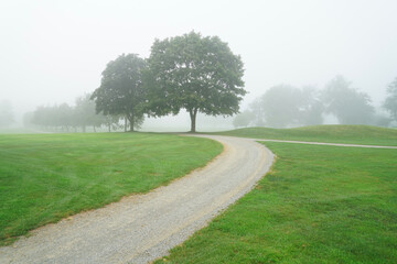 trees in line along the country road in fog