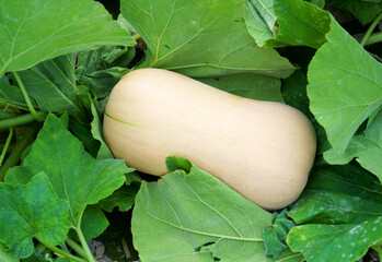 butternut squash in the field during harvest season
