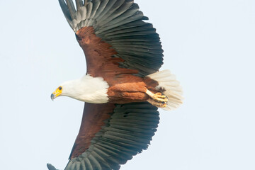 A Fish Eagle in flight. Taken in Kenya