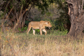 A lion walking in the bush. taken in Kenya
