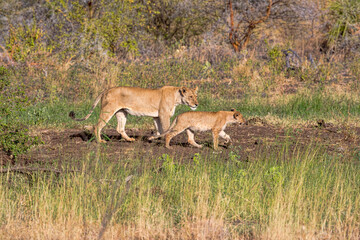 A lioness and her cub walking in the bush. Taken in Kenya