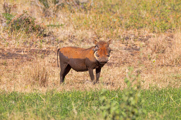 An adult Warthog. Taken in Kenya