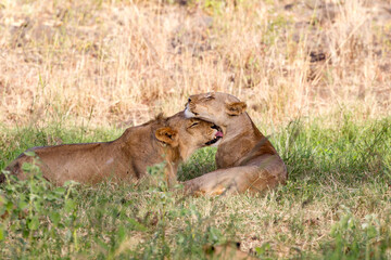 Two lions sharing a greeting moment. Taken in kenya