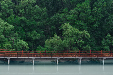 green forest beautiful nature