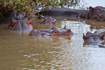 A group of Hippos in a wading pool. Taken in Kenya