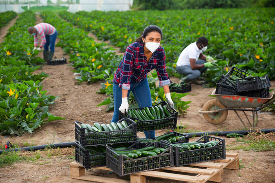 Latino female farmer in protective mask stocking boxes with zucchini on the field
