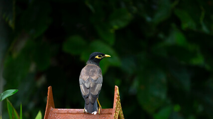 close up of a bird