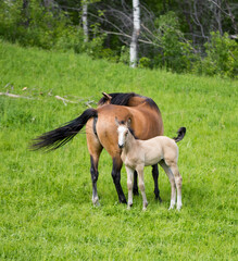 A young foal and its mother