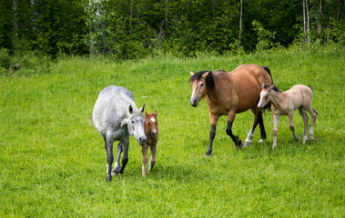 Two young foals with their mothers. Taken in Alberta, Canada