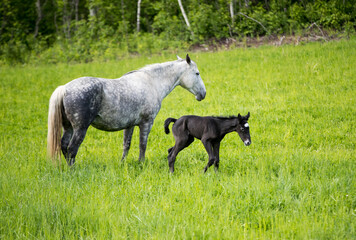 A young foal with its mother