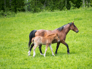 A young foal with its mother