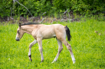 Naklejka na ściany i meble A young foal walking in a field. Taken in Alberta, Canada
