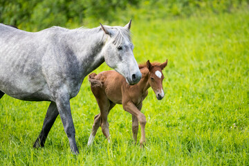 Naklejka na ściany i meble A young foal with its mother