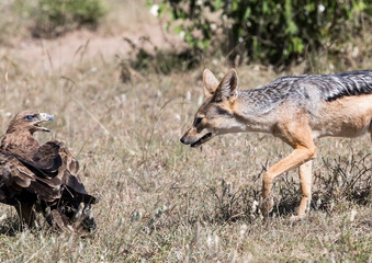 A Black backed Jackal and an eagle. Taken in Kenya