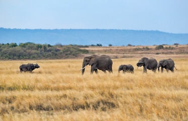 A group of Elephants meet a water buffalo. Taken in Kenya
