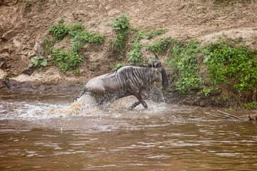 Obraz na płótnie Canvas A Wildebeest crossing the Mara River in Kenya