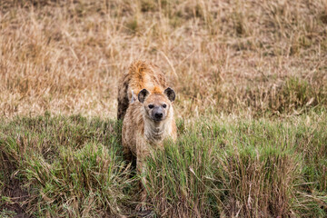 A Hyena laying down outside its den. Taken in Kenya