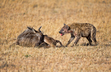 A Wildebeest being attacked by a Hyena. taken in Kenya