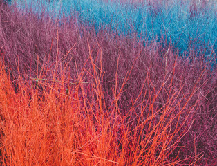 Piles of colorful vintage dried branches background. Sticks and twigs, wood texture background.