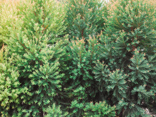 Close-up view of beautiful green christmas leaves texture background. Background of Christmas tree branches, vintage style.