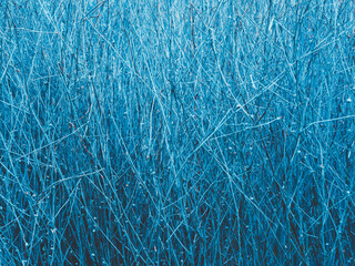 Fototapeta na wymiar Piles of blue vintage dried branches background. Sticks and twigs, wood texture background.