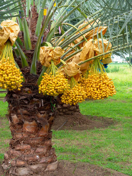 Dates on palm tree. Bunch of yellow dates on date palm in the farm.